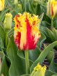 Tulipa Gefranjerd Phantom